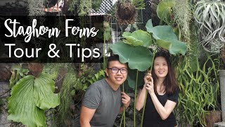 Platycerium Staghorn Fern Tour amp 15 Tips with Mini Tropical Garden Makeover [upl. by Norahs363]