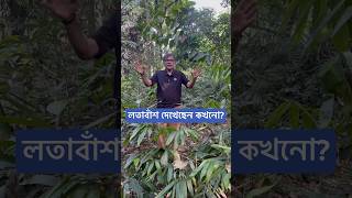 লতা বাঁশ দেখেছেন কখনো [upl. by Crary]