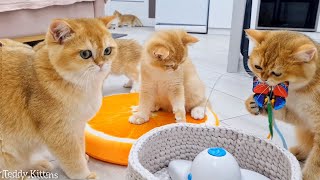 Family of British Shorthair kittens and cats having a fun evening [upl. by Lenod]