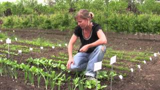 How to Grow Radishes from Seed  Gurneys Video [upl. by Naujit599]