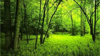 Morning in the forest  over one hour of relaxing forest sounds [upl. by Iralav174]