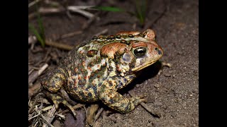 American Toad [upl. by Sax]