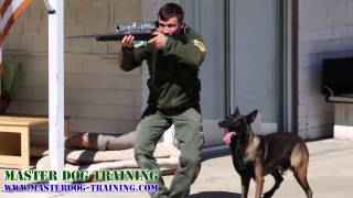 K9 Police Dog Training  Police Tactics [upl. by Trish879]