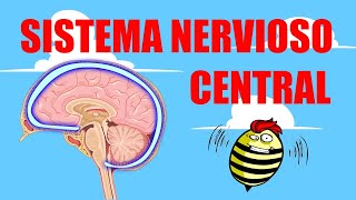 🧠SISTEMA NERVIOSO CENTRAL  Encéfalo y médula espinal  Partes y funcionamiento [upl. by Airres]