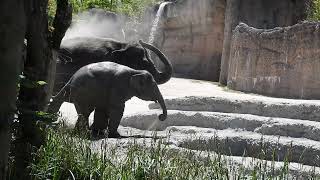 砂浴びする子象とおばあちゃんゾウ Elephant calf and grandma elephant bathing in the sand2019 0608 [upl. by Sihun658]