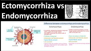 Ectomycorrhiza vs Endomycorrhiza [upl. by Kcirdec]