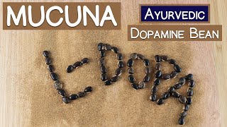 Mucuna Pruriens The Ayurvedic Dopamine Bean [upl. by Ullman]