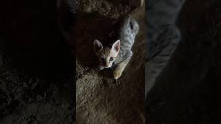 cute tiny pet  pettales cat for more👉pettalesofficialshorts short catlovers catlife yt [upl. by Enrique]