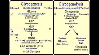 3 Carbohydrates Glycogen Metabolism شرح بالعربي [upl. by Annoyi150]