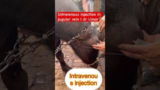 Intravenous injection in jugular vein l dr Umar khan [upl. by Ilram28]