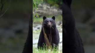 Kara ayıUrsus AmericanusBlack Hear animals bear reels [upl. by Findley]