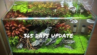 ADA 45p Aquascaping surprise for a customer after 365 days [upl. by Nhtanhoj73]