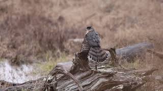 Coopers or Sharpshinned hawk [upl. by Barta854]