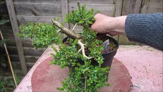 Shrubby Honeysuckle Lonicera Nitida Bonsai April 2019 [upl. by Singhal]