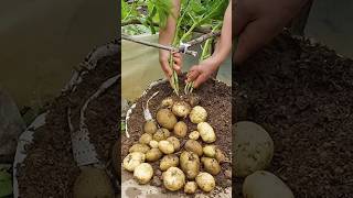 potatos cultivate in home [upl. by Bellis]