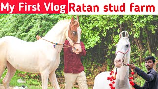 my first vlog  ratan stud farm [upl. by Vil383]