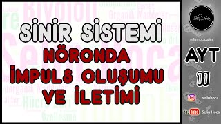 2 Sinir Sistemi  Nöronda İmpuls Oluşumu ve İletimi [upl. by Nolte]