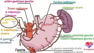 vascularisation de lestomac [upl. by Lleumas]