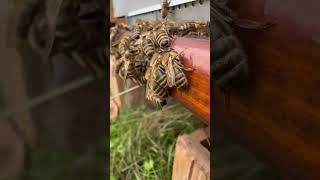 Close up honeybees 🐝 honeybee beekeeping wildlife naturevideo naturelovers natgeo [upl. by Aissatsan907]