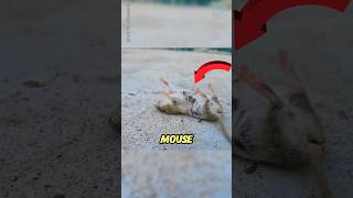 Rolling Mouse Playing Dead 🐭🐭 worldrevealed [upl. by Anatolio]