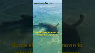 Nurse Shark  The Friendliest Shark In The World [upl. by Liggett506]