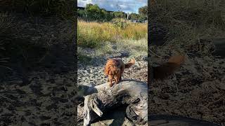 CAVOODLE IN THE BEACH cavoodle cavapoo dog [upl. by Anitaf]