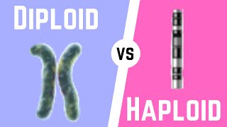 Diploid Cell vs Haploid Cell [upl. by Winnie580]