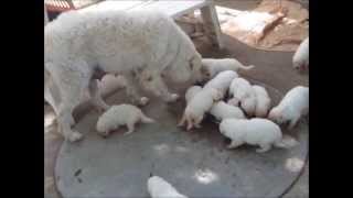 raw fed kuvasz puppies [upl. by Rizas793]