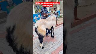 2024 Bakrid special Nellore Judipi Sheep 110 KGS LIVE WEIGHT [upl. by Correy]