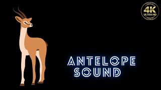 antelope sound  antelope sounds  antelope sound effect  antelope sound card [upl. by Sidnak]