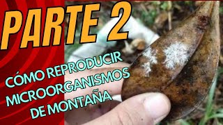 🌳Parte 2 Como reproducir microorganismos de montaña [upl. by Ellerrehs]