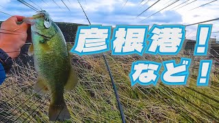 ［琵琶湖］久しぶりに彦根港で釣りしたよ！［バス釣り］ [upl. by Hamas982]