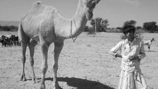 Rabari Nomads Kutch Gujarat India [upl. by Azirb]