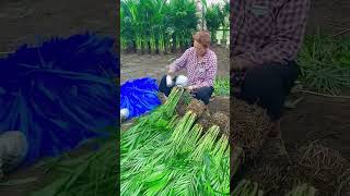 Ornamental palm tree root wrapping process [upl. by Inesita]