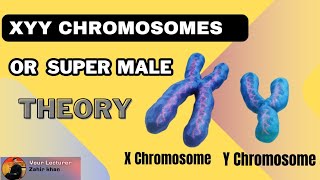 XYY Chromosome Theory or Super Male Theory  Biological Theory of Crime criminology [upl. by Akieluz678]