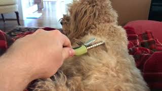 DeMatting Comb for Goldendoodle [upl. by Millman]