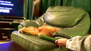 Maine Coon cat scared by cucumber [upl. by Nehtiek713]