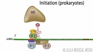 Animation of Protein Synthesis Translation in Prokaryotes [upl. by Quenby731]