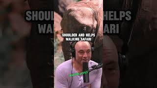 Forrest Galante on Close Calls and Walking Safaris with Joe Rogan shorts jre joerogan [upl. by Tyika215]