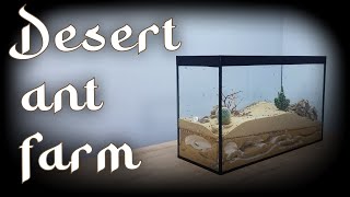 DESERT IN A TERRARIUM HOW WE CREATED A UNIQUE FORMICARIUM FOR ANTS [upl. by Tharp340]