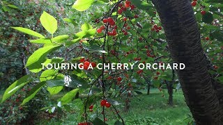 Touring a Michigan Montmorency Cherry Orchard [upl. by Barth]