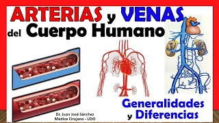 🥇 Arterias vs Venas GENERALIDADES y DIFERENCIAS [upl. by Bren]