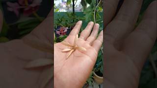 Sandpaper Vine Seeds  Biji Benih sandpapervine [upl. by Meave]