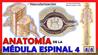 🥇 MÉDULA ESPINAL 44  Vascularización Anatomía ¡Explicación fácil [upl. by Lunt]