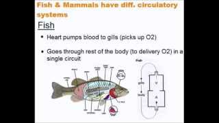 The Circulatory System  Quick A Level Biology Revision [upl. by Jenny]