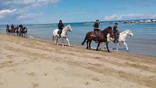 Passeggiata in spiaggia a cavallo sul litorale Nord di Termoli [upl. by Cecile]