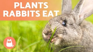 PLANTS RABBITS CAN EAT🐰🌿 Wild amp Domestic Plant Types [upl. by Mccallum434]