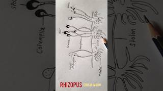 How to draw Rhizopus Bread mold shorts [upl. by Rajiv]