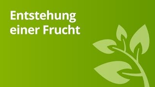 Wie Früchte entstehen der Apfel  Biologie  Pflanzen und Pilze [upl. by Hudnut558]