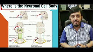 Ascending Tracts Spinal Cord  Spinothalamic  Dorsal Column  Spinocerebellar  M Kamran Ameer [upl. by Genevra384]